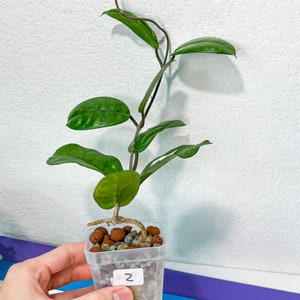 Hoya Motoskei LC12 Rare Imported Hoyas Fast growing Indoor Plants 3 Inch Pots/Leca Included image 10