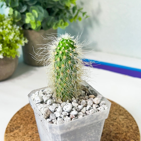 Echino longisetus subs (#P22) | Fluffy white hair Cactus | Hairy Cactus | 2.5 Inch Planter