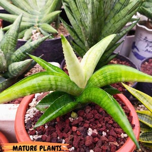 Sansevieria Lemon (cj2) (14) | Rare Hybrids image 16