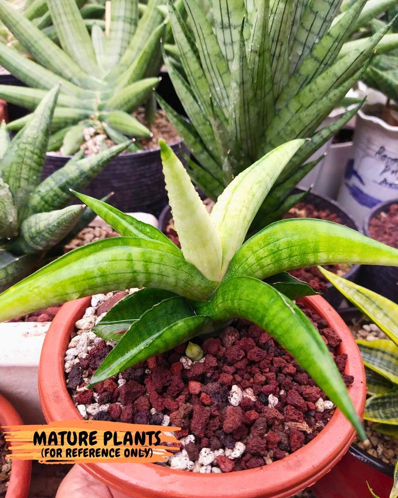 Sansevieria Lemon (cj2) (14) | Rare Hybrids image 16