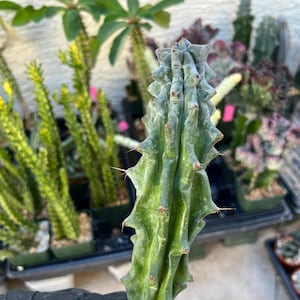 May include: A close-up of a green cactus with sharp spines. The cactus has a unique, textured surface and is surrounded by other potted plants. The cactus is a vibrant green color with a slightly lighter top.