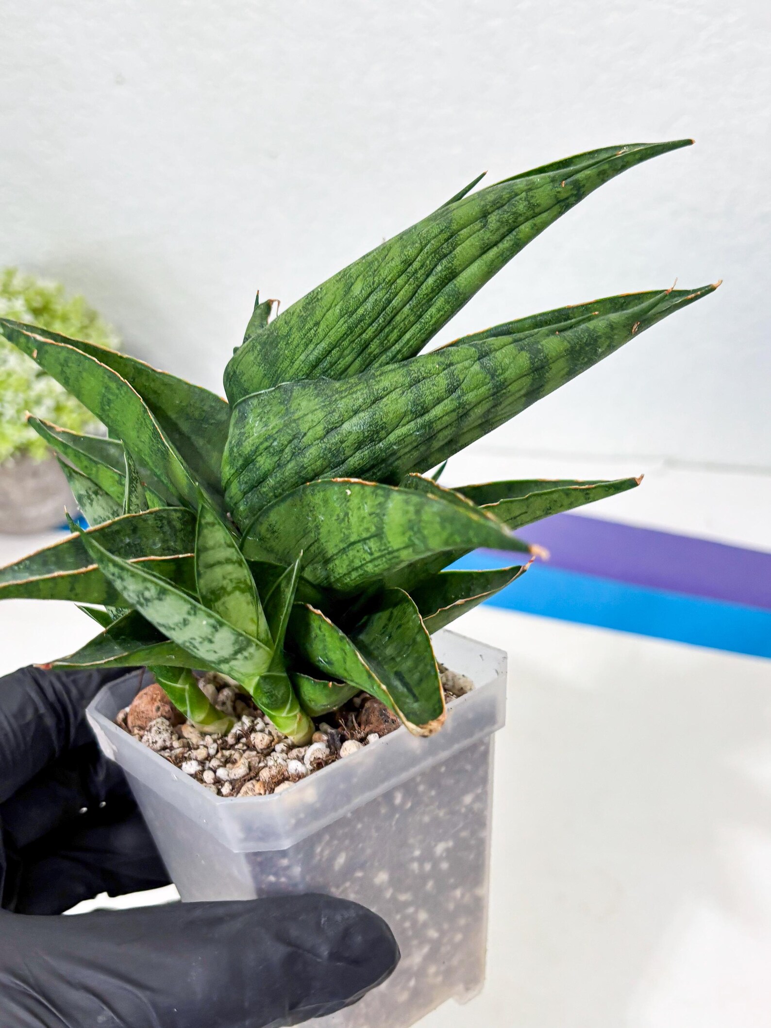 Sansevieria Dampit (ha6) (6) | Imported New Hybrids - Etsy