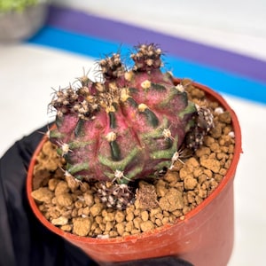 Gymnocalycium T Rex - Etsy