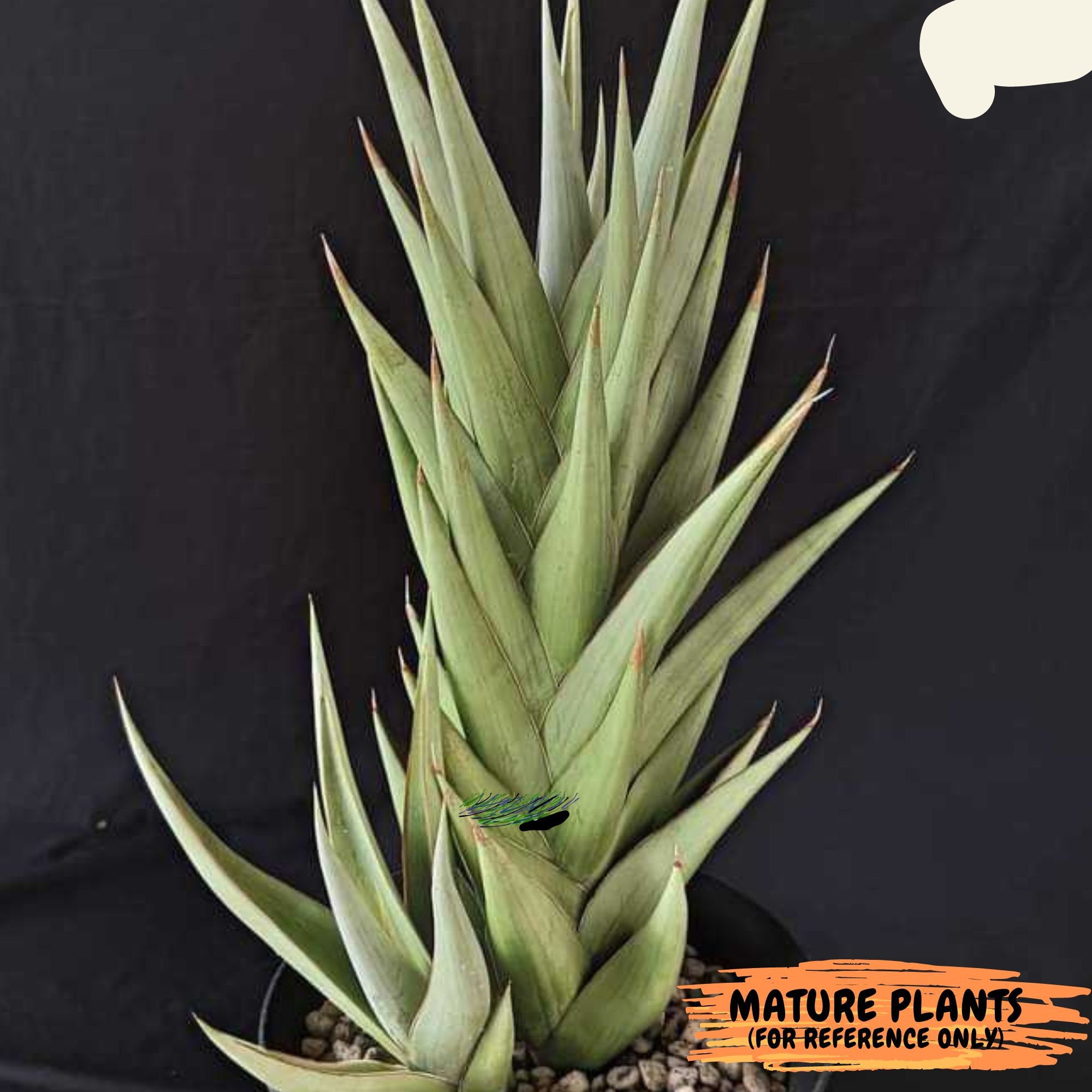 Green　オールドサンルイヴァージニア Virginiaサラダプレート Sansevieria Silver Blue — Evergreen Plant Experience