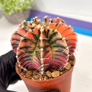 May include: A vibrant Gymnocalycium cactus in a small brown pot. The cactus features a striking pattern of red, pink, and green stripes. The spines are white. The plant is held by a person wearing a black glove. A small green plant is in the background.