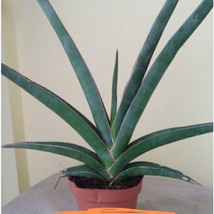 Sansevieria Robusta Blue (#H23) | Imported Plants | Rare Hybrid Species