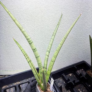 May include: A potted Sansevieria cylindrica plant, also known as a snake plant, with long, cylindrical, green leaves with darker green horizontal stripes. The plant is in a small, clear plastic pot, held by a gloved hand, set in a black plastic tray.