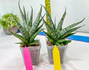 Sansevieria Sweet Celery (AC62) | Rare Snake Plant - Etsy