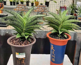 Sansevieria Sinus-simiorum CG09 (p) | Rare Plants - Etsy