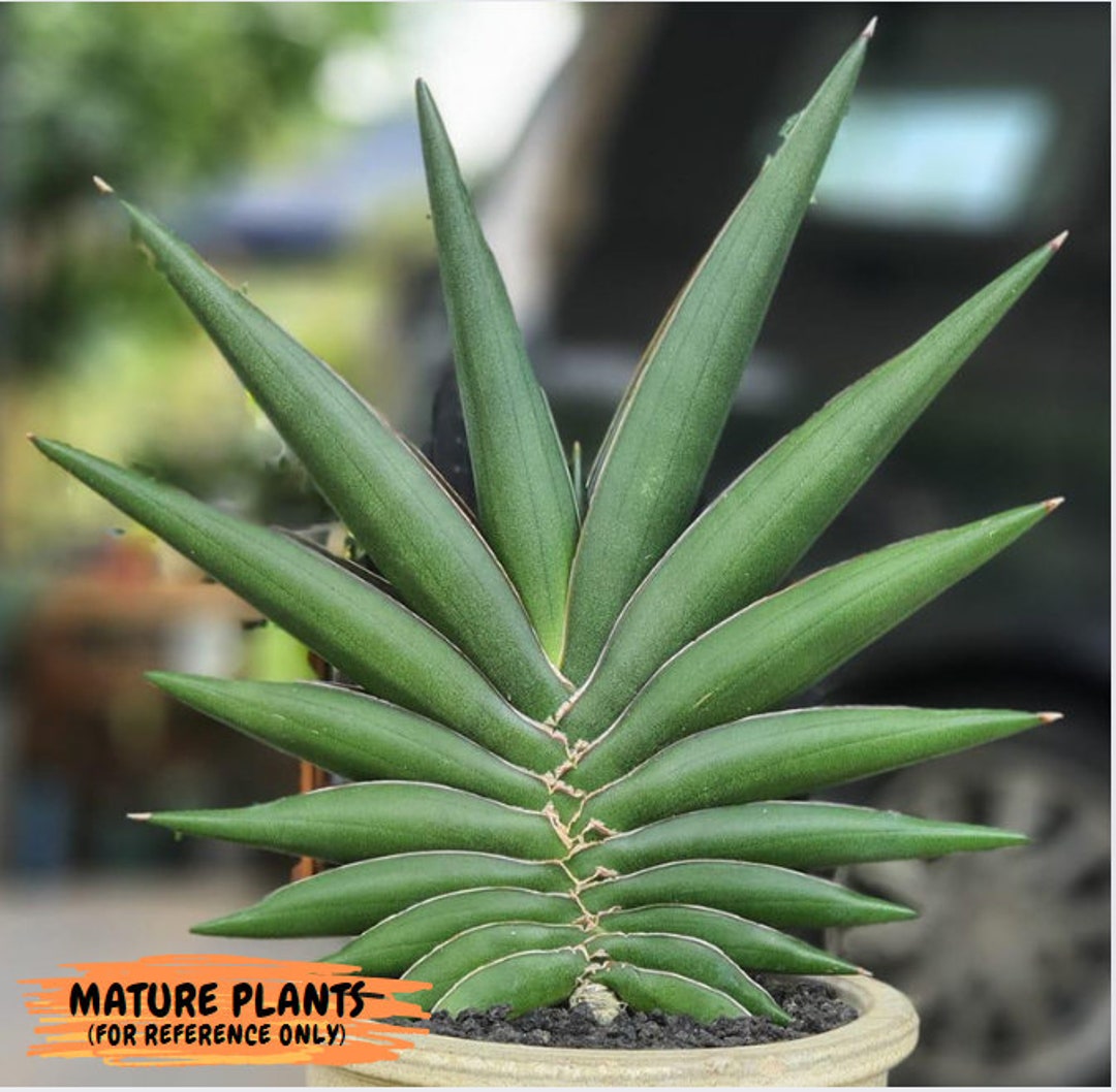 Sansevieria Sawasdee (#RA16) | Uncover an Exotic Botanical Sansevieria Sawasdee (#RA16) | Uncover an Exotic Botanical