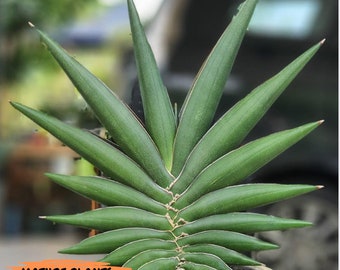 Sansevieria Sawasdee (#RA17) | Imported Hybrids