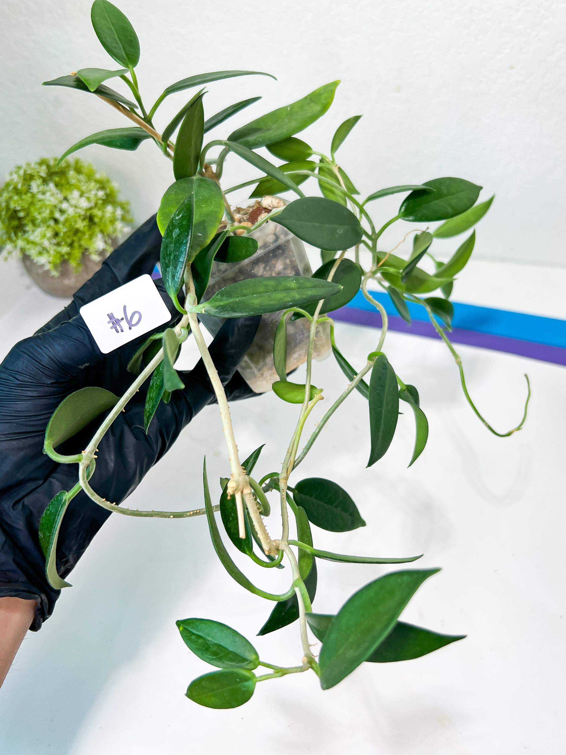 Hoya 3種専用 Hoya KSB 08 Silver – Aroid Market