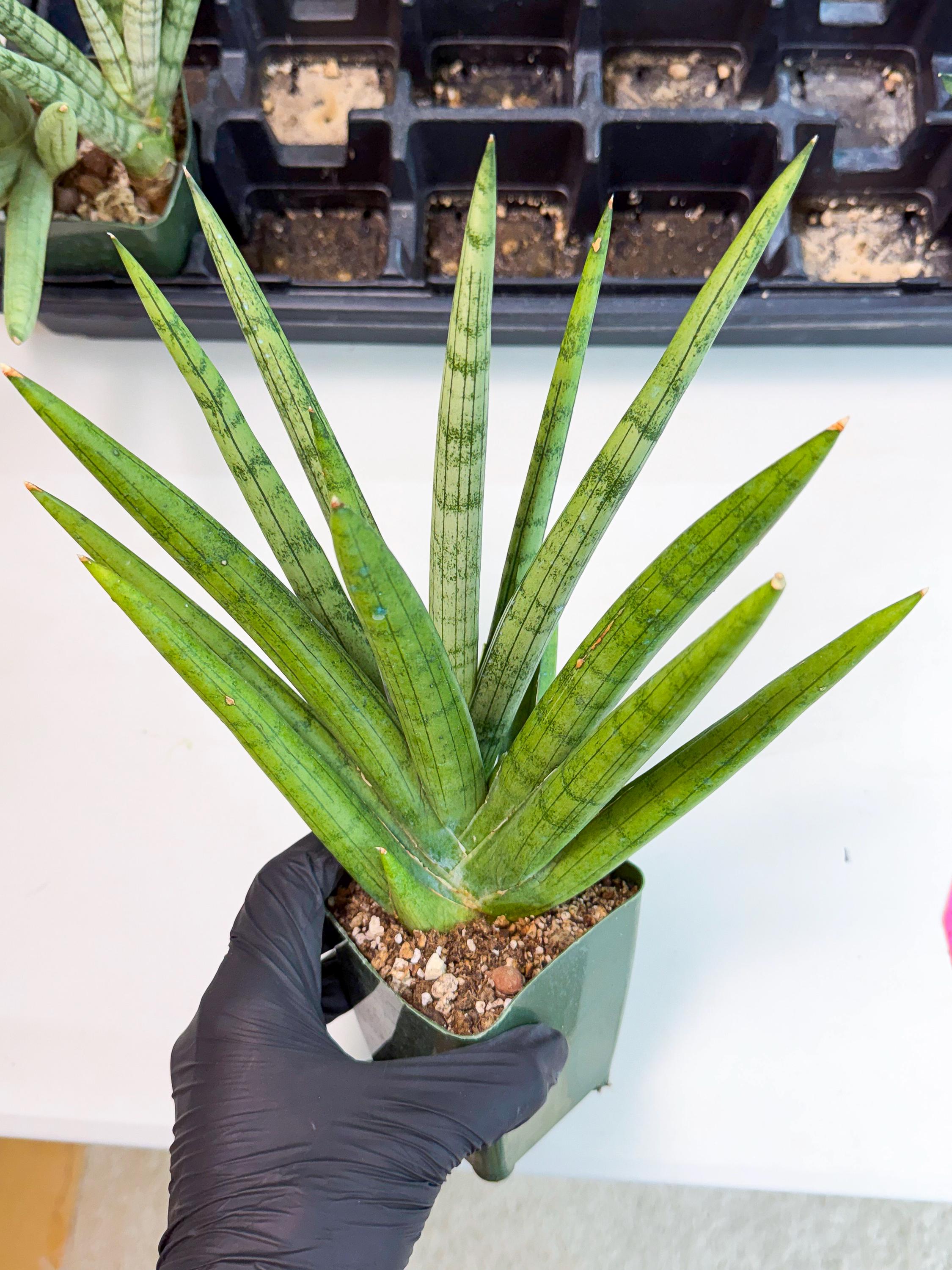 Sansevieria Silver Crown (XL1) (p) | Hybrid - Etsy