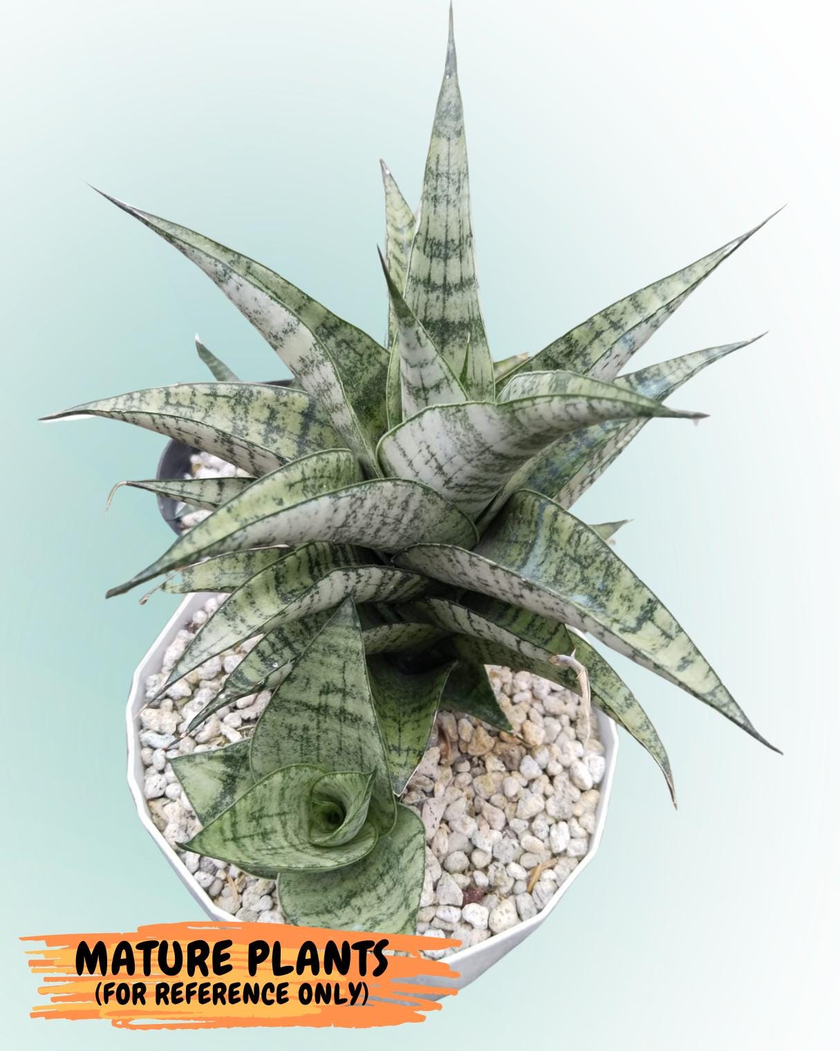 Sansevieria Frozen Rose (#ra31) | Pick Your Rare Botanical