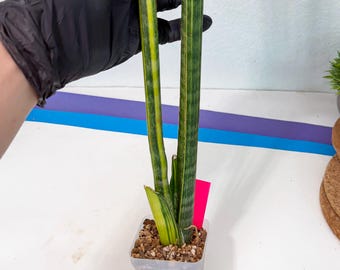 Sansevieria Sp Mecufi Mozambique Medium Size Rare Snake Plant - Etsy