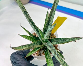 Sansevieria Sweet Celery (AC62) | Rare Snake Plant - Etsy