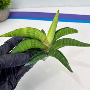 Sansevieria Lemon (cj2) (14) | Rare Hybrids image 15