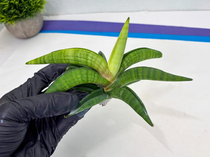 Sansevieria Lemon (cj2) (14) | Rare Hybrids image 15