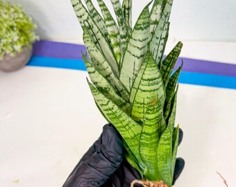 Sansevieria Meedee Mutant (B2) | Imported Plants | Rare Hybrid