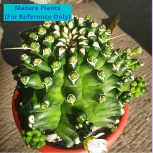 Gymnocalycium Montrose | Imported Cactus | Rare Succulent