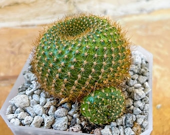 RARE - Rebutia Marsoneri (#P23) | Small Attractive Cacti | 4 Inch Planter