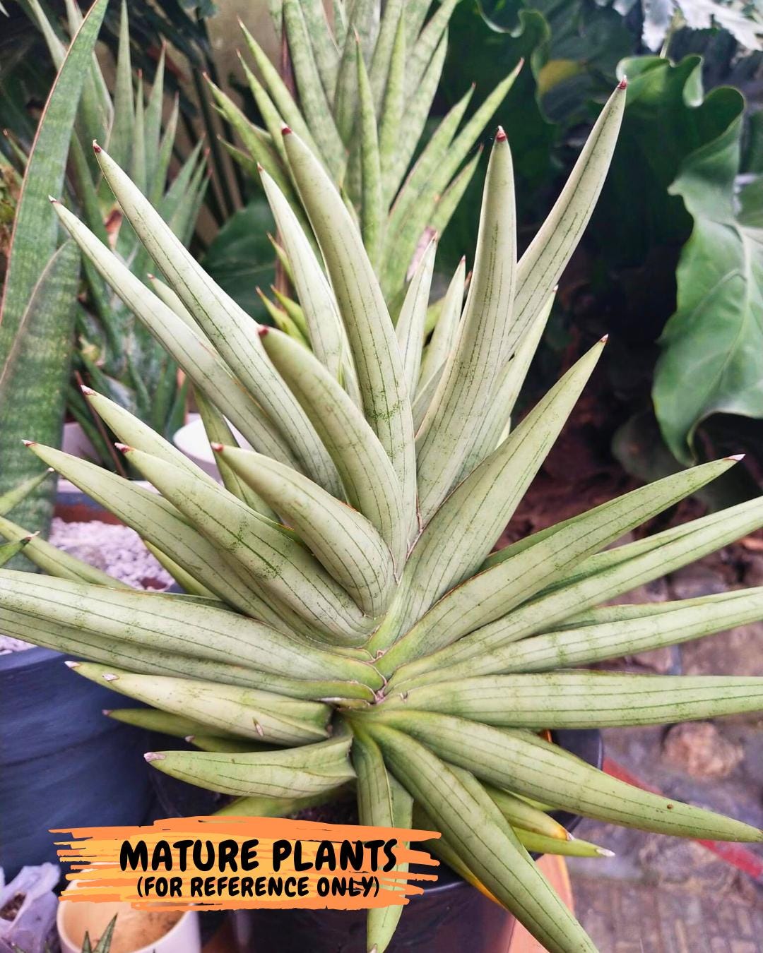 Sansevieria Silver Crown (XL1) (p) | Hybrid - Etsy