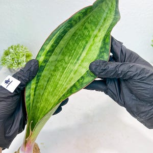 Sansevieria Masoniana BRUDA - Rare Hybrid Plant