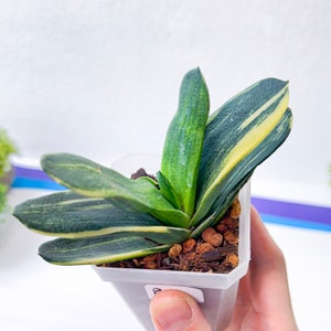 Gasteria Nitida Variegated A3 South African Plants Imported Plants image 6