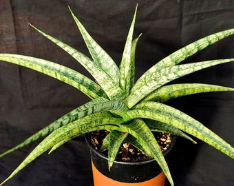 Sansevieria Ming Manee (#AC56) | Imported Snake Plant - Etsy