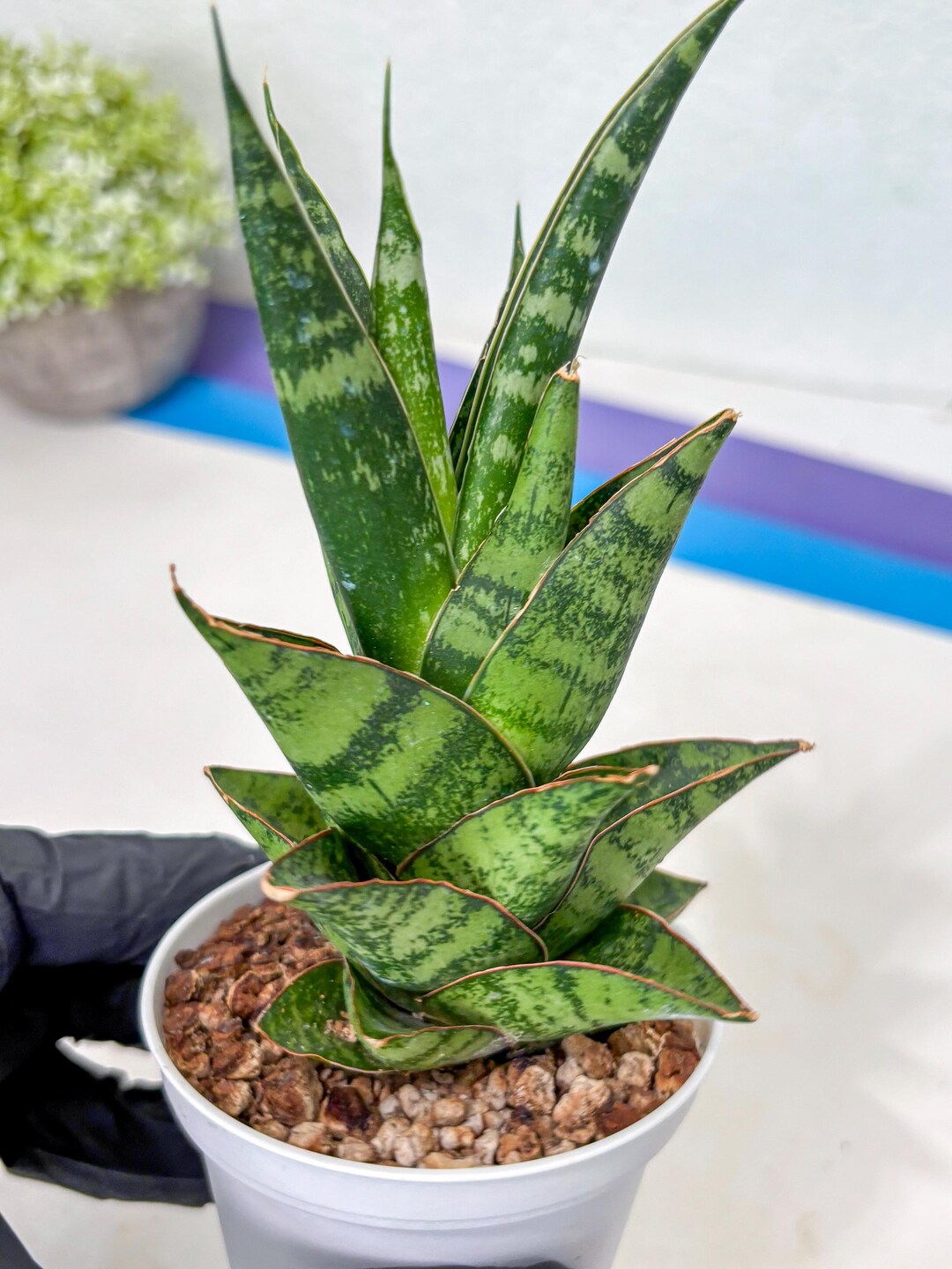 Boncel Sansevieria Personi X Cordova X Boncel (ha3) (17) | Imported - Etsy