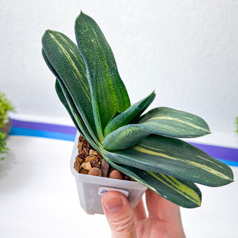 Gasteria Nitida Variegated A3 South African Plants Imported Plants image 7