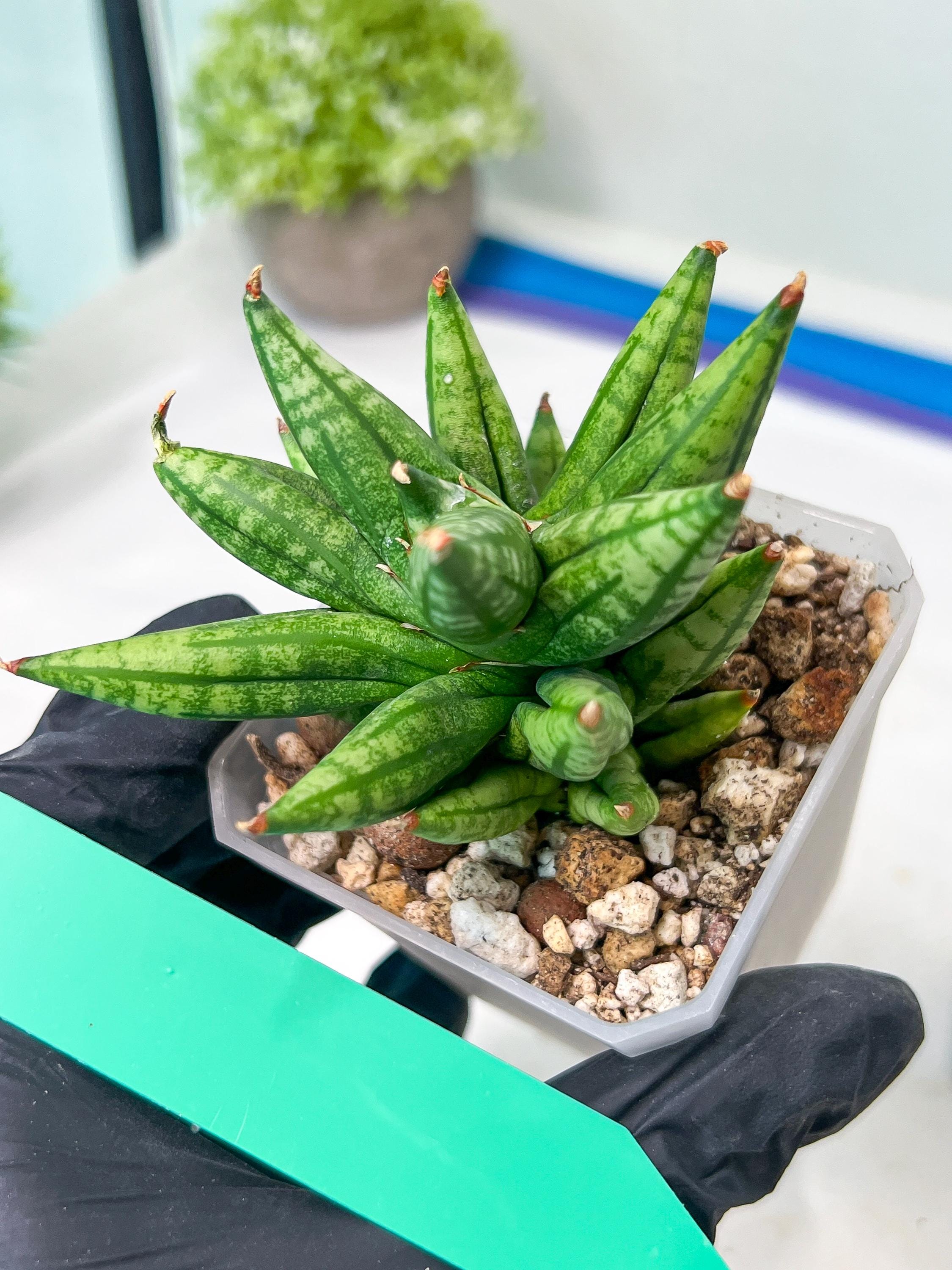 サンスベリア Sansevieria Mingmanee v B Yahoo!オークション - サンセベリア Sansevieria Ming manee