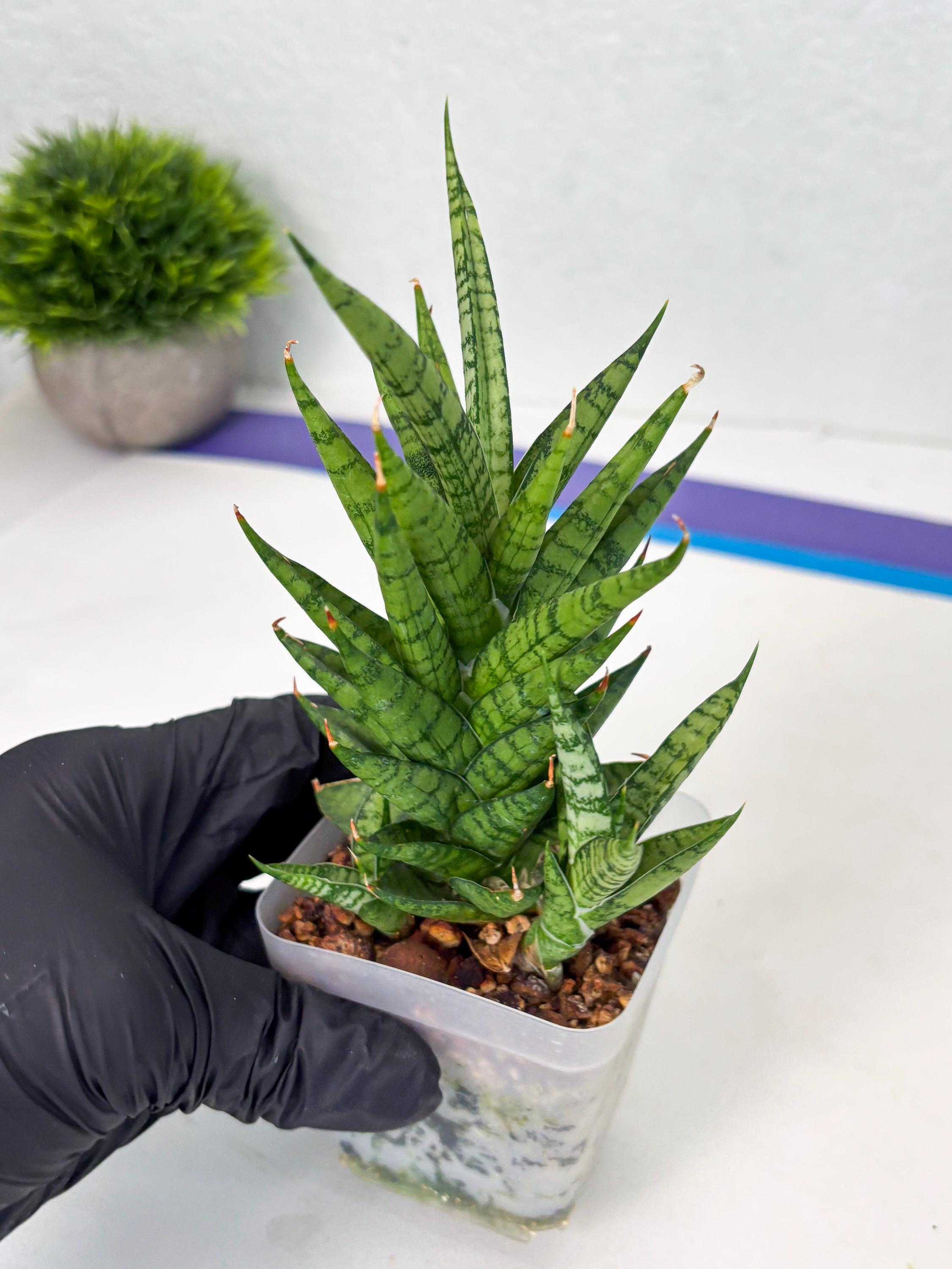 Sansevieria Kesya (ba3) (15) | Rare Hybrid Plant - Etsy