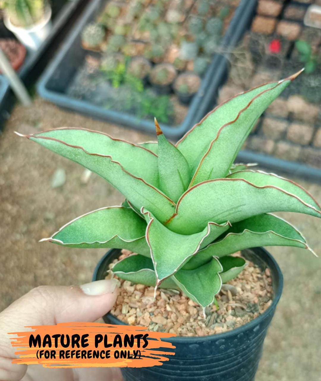 Sansevieria Rock Sand (#RA7) | Rare Imported Hybrids - Etsy