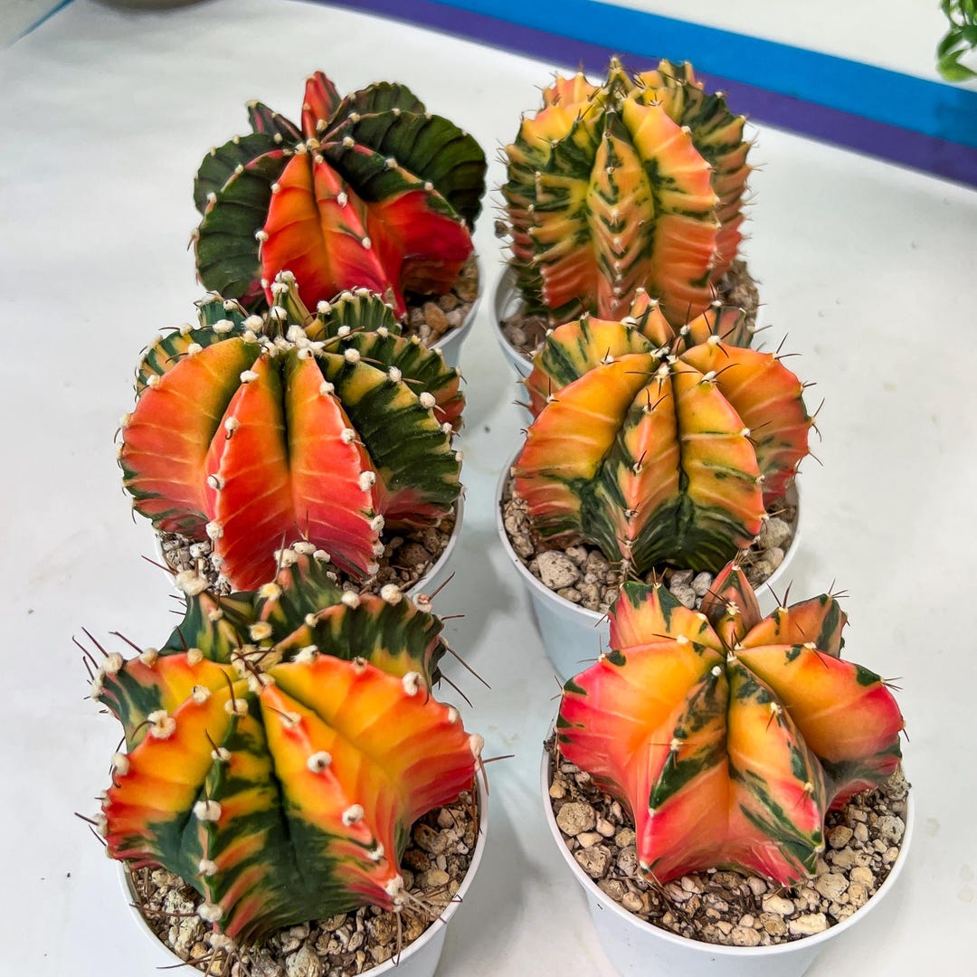 Gymnocalycium Mihanovichii Var (#G1C) | Imported From Taiwan | 3' Pot ...