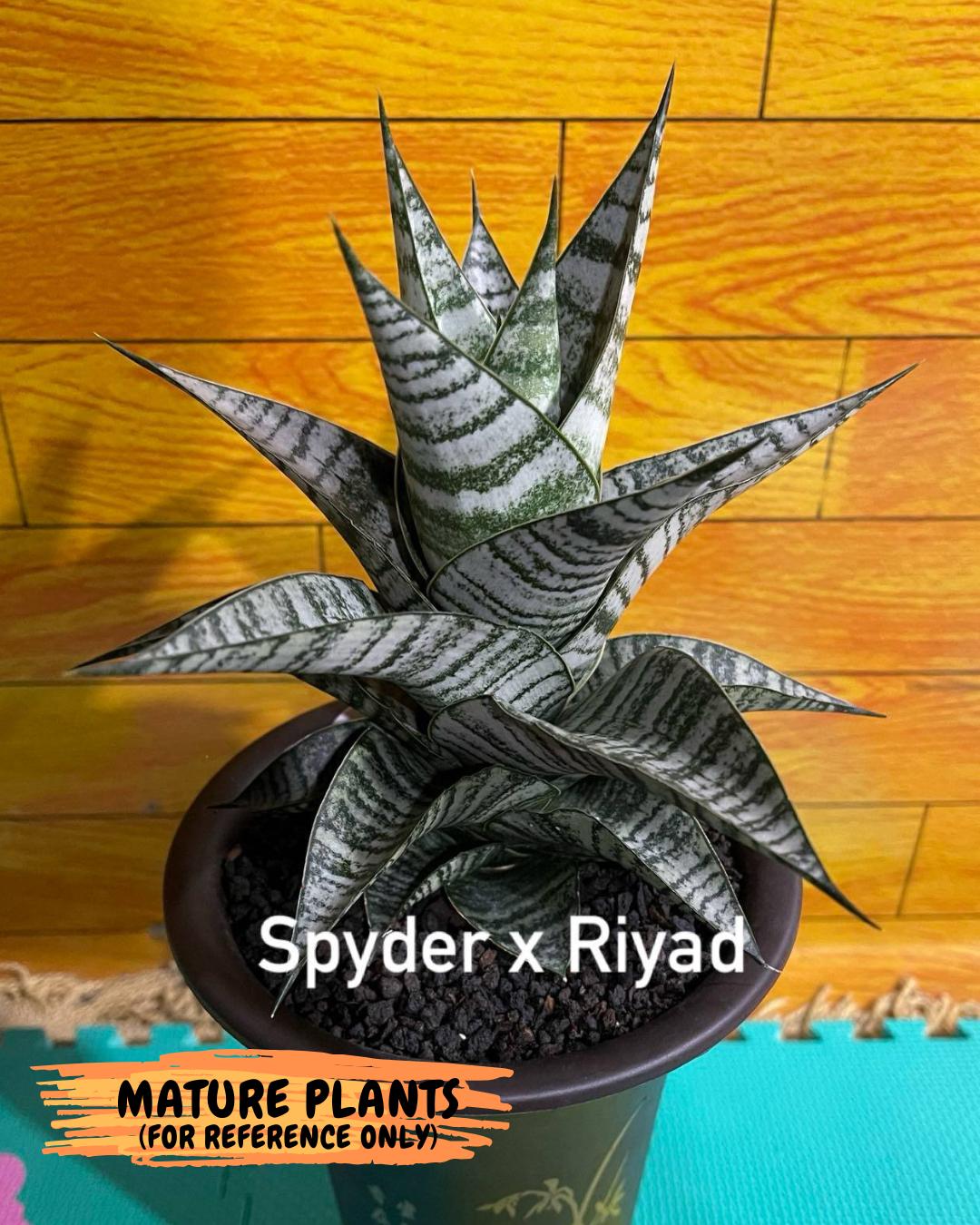 Sansevieria Spyder X Riyad (#C6) | Imported Plant - Etsy