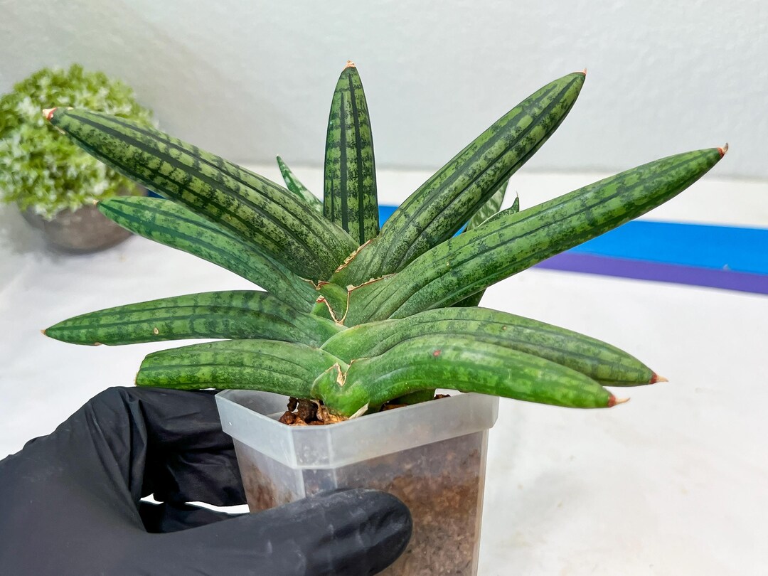 Plant Rocker Sansevieria Rocker (#AC20) | Rare Imported House Plants - Etsy