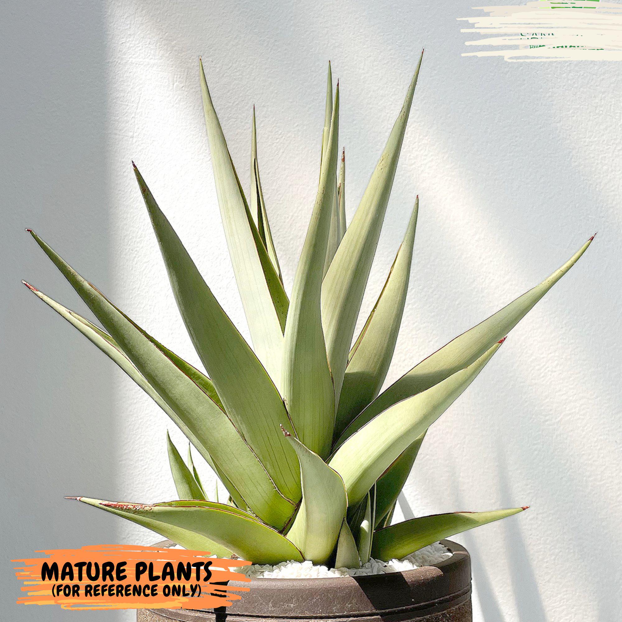 sansevieria moonshine standort Sansevieria Moonshine