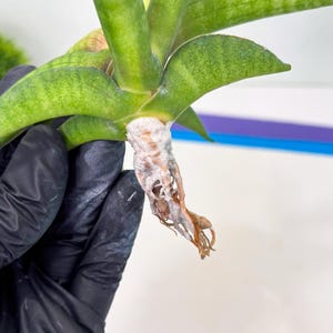 Sansevieria Lemon (cj2) (14) | Rare Hybrids image 7