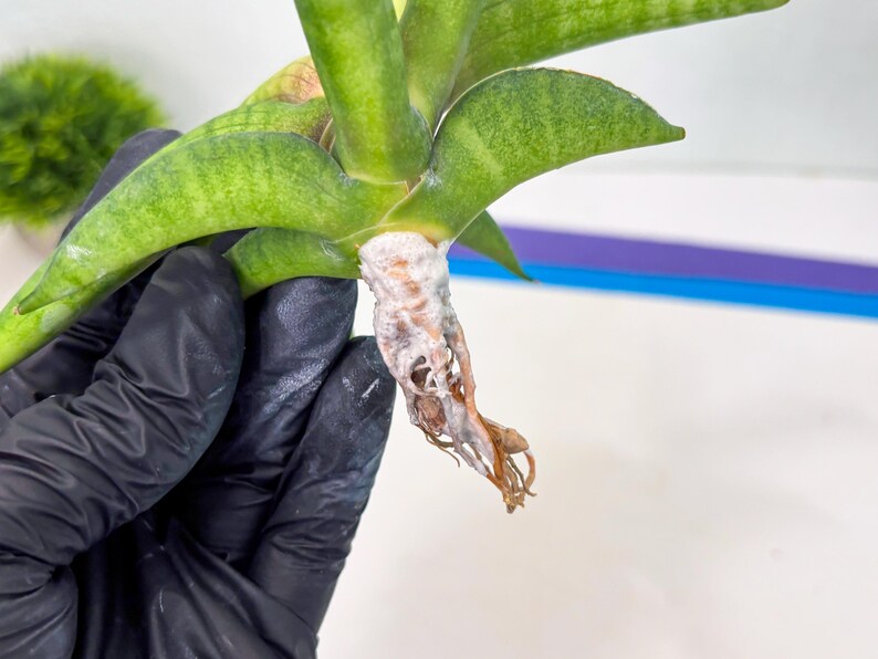 Sansevieria Lemon (cj2) (14) | Rare Hybrids image 7