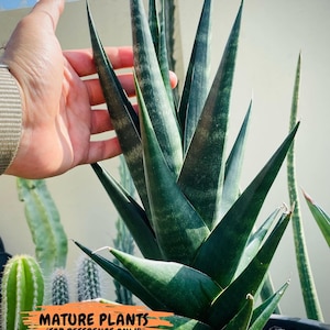 Sansevieria Blorong (#H4) | Rare Imported House Plants | Rare Snake Plant