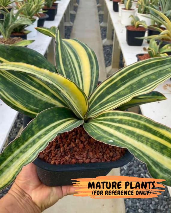 Sansevieria Macrophylla Variegated (12) | Very Rare Import - Etsy