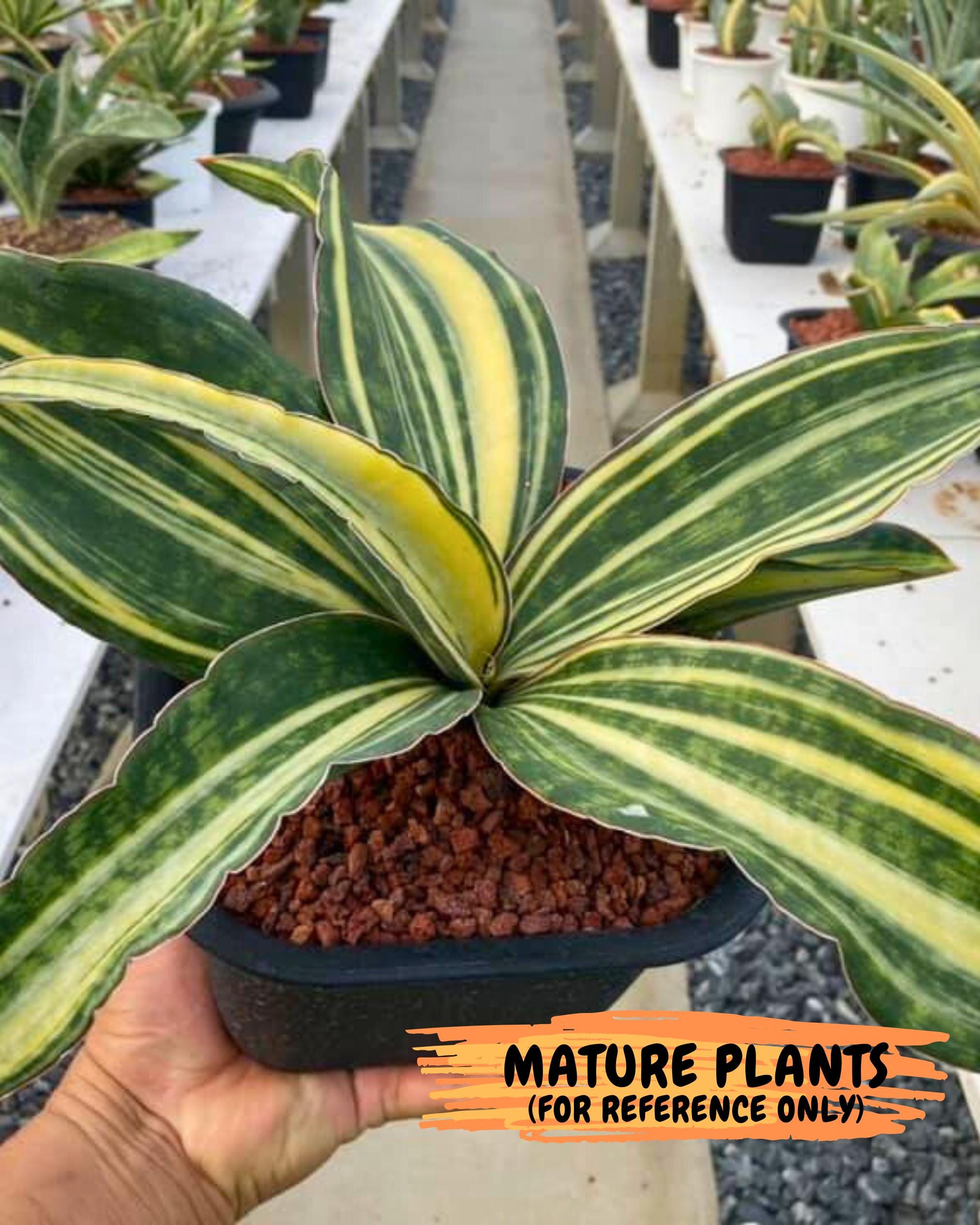 Sansevieria Macrophylla Variegated (12) | Very Rare Import - Etsy