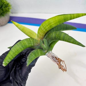 Sansevieria Lemon (cj2) (14) | Rare Hybrids image 12