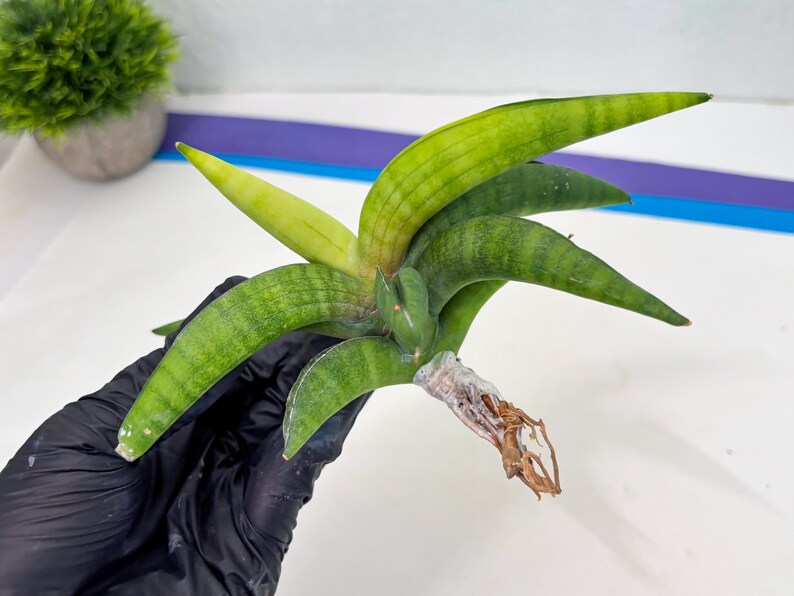 Sansevieria Lemon (cj2) (14) | Rare Hybrids image 12