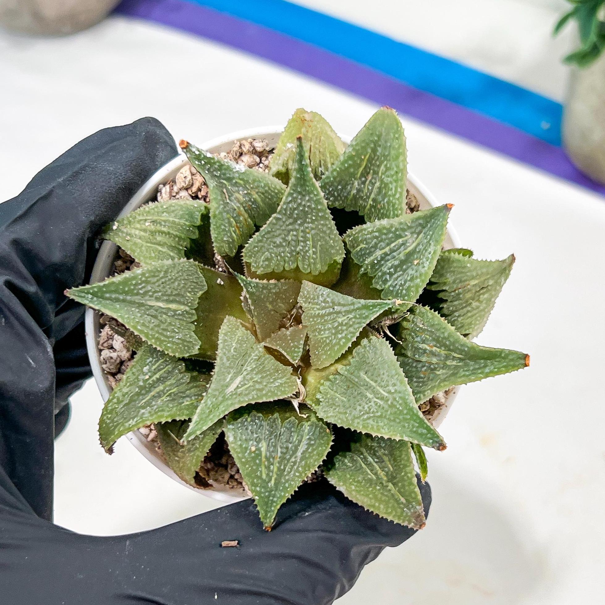 3.hoshi_succulent様 Mature & Trained Succulent – Hi Succulents