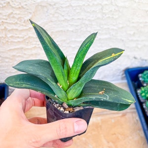 Gasteria Nitida Variegated A3 South African Plants Imported Plants image 1