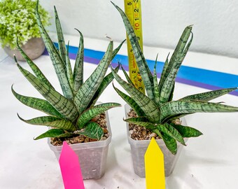 Sansevieria Sweet Celery (AC62) | Rare Snake Plant - Etsy