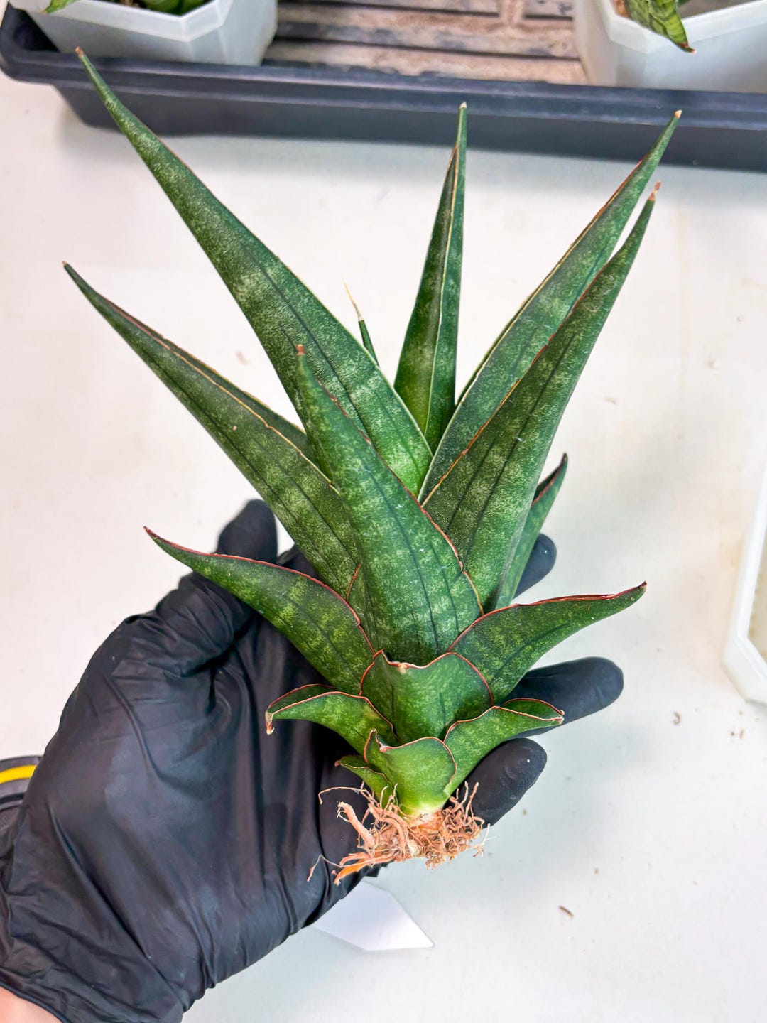 Boncel Sansevieria Manny Pacquiao X Boncel (ha7) (13) | Hybrids - Etsy