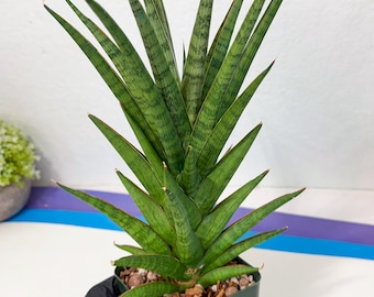 Sansevieria Manny Pacquiao (g1) (15) | Imported Plant - Etsy
